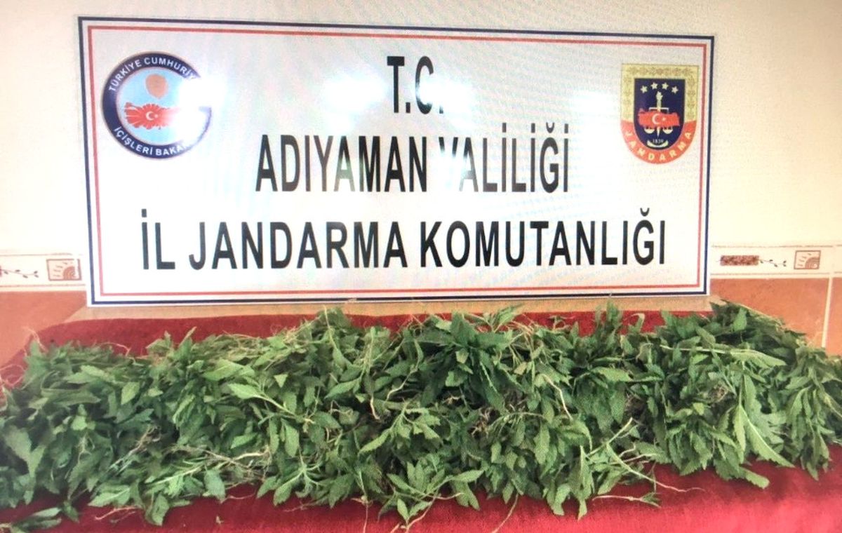 Jandarma Kenevir Bitkisi Ele Geçirdi