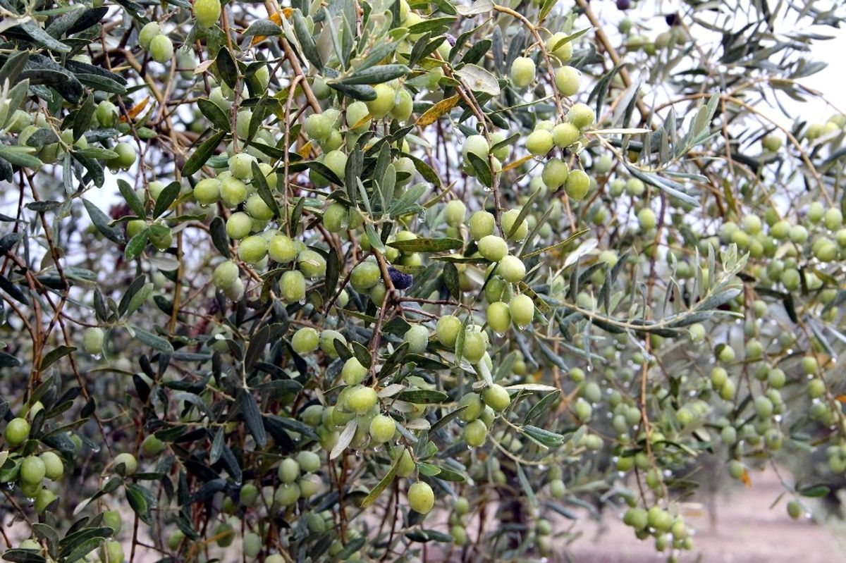Olivtech Fuarı, Türkiye\'de Zeytin ve Zeytinyağı Tüketimini Arttıracak