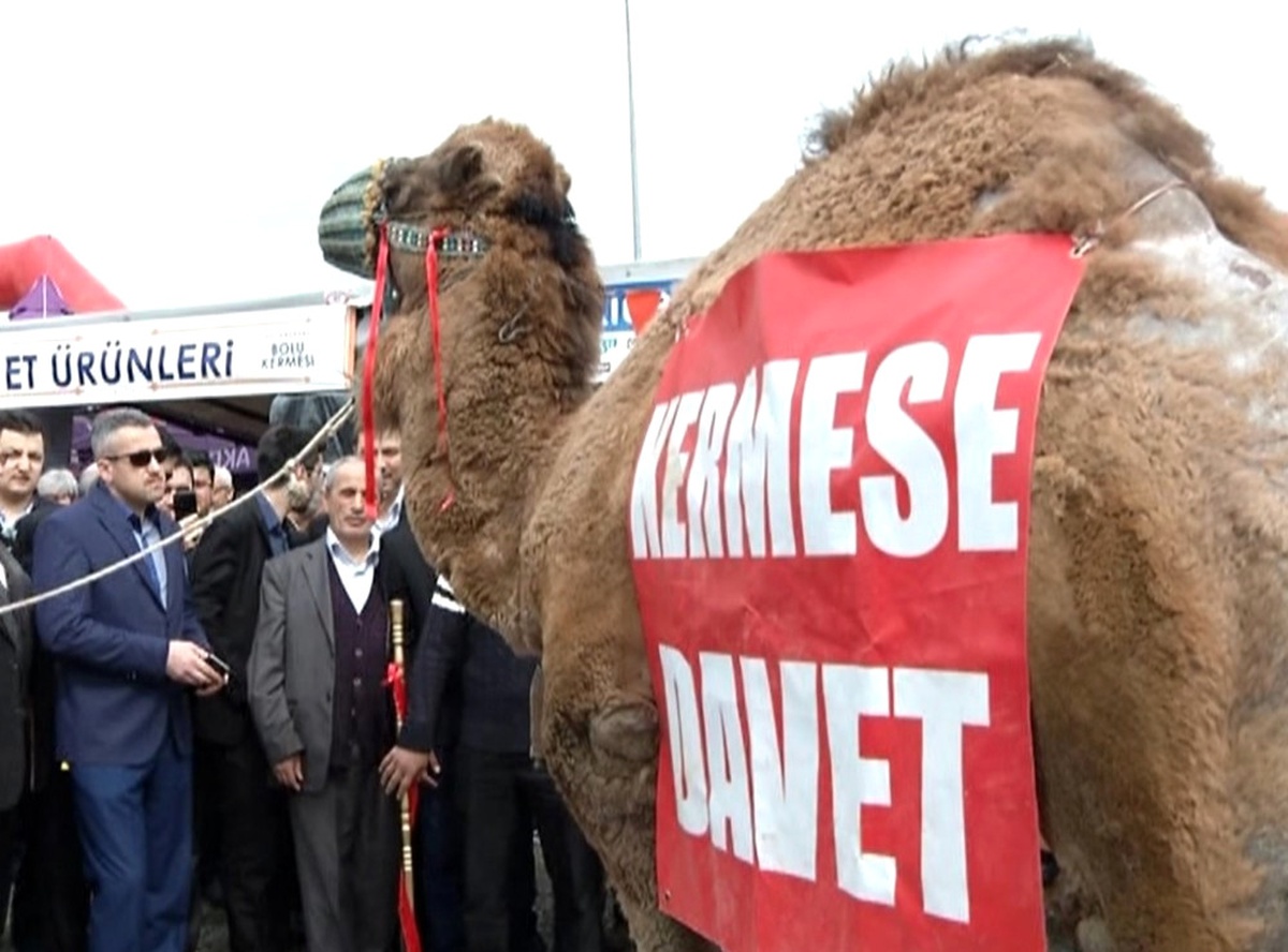 Açık Artırmaya Çıkan Deve 57 Bin 500 Liraya Satıldı