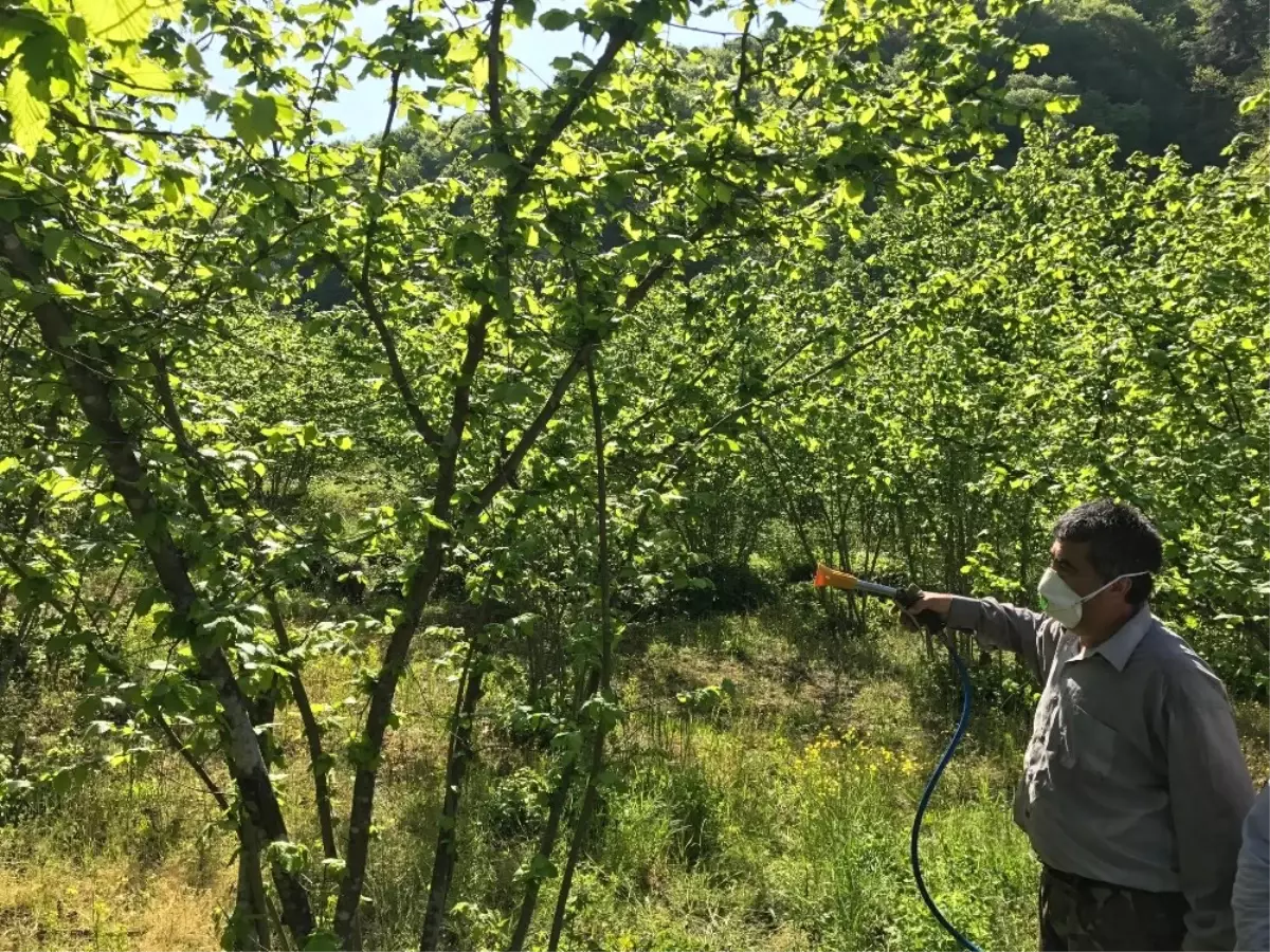 Fındık Üreticileri Hastalıkla Mücadele Ediyor