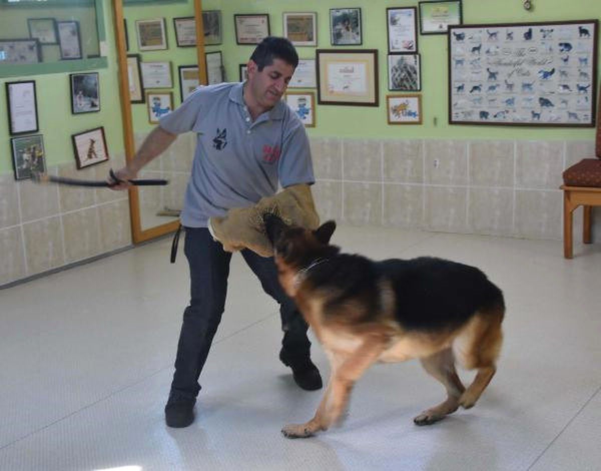 Hobi Olarak Başladı, Köpek Çiftliği Kurdu
