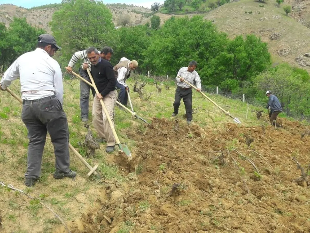 Kulp\'ta, Bağ Belleme Dönemi Başladı