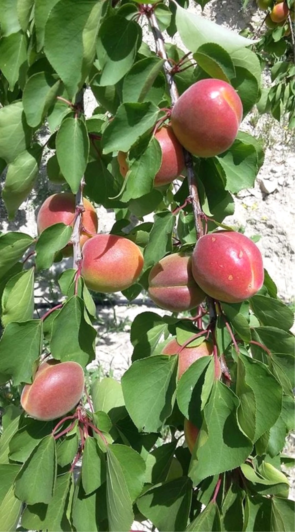 Mersin\'de Açıkta Erkenci Sofralık Kayısı Hasadı Başladı