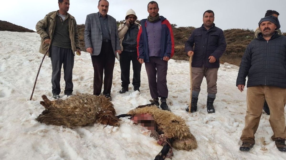 Muş\'ta Kurtlar Sürüye Saldırdı