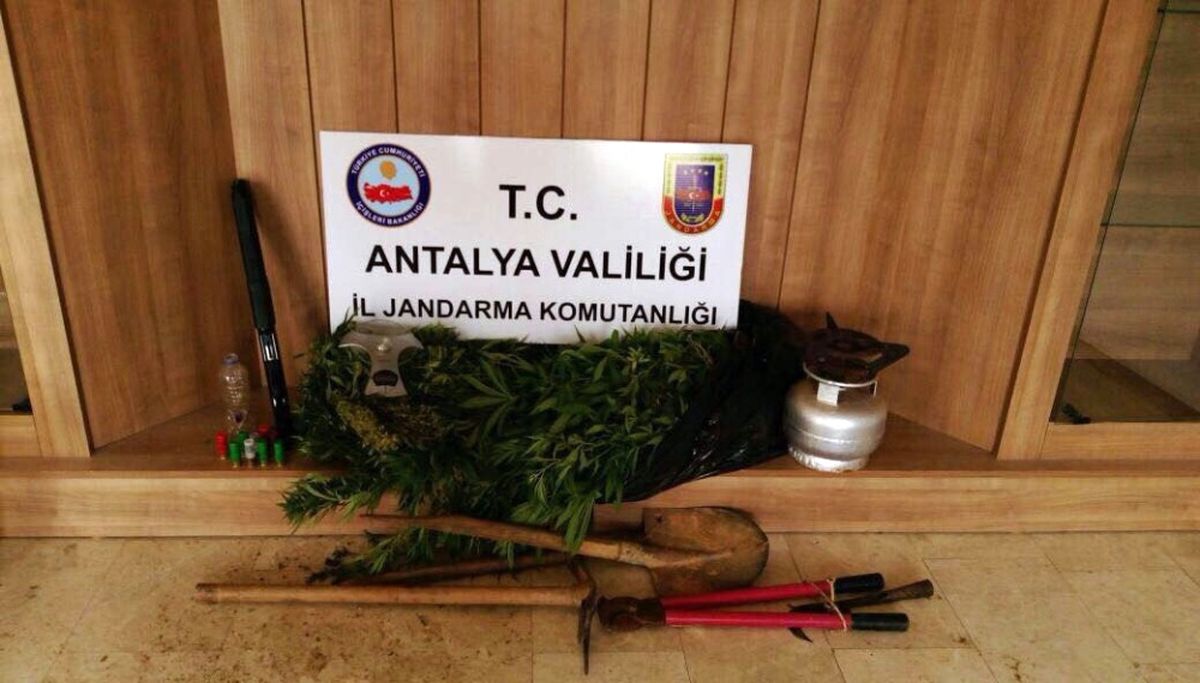 Ormanlık Alanda Hint Keneviri Operasyonu