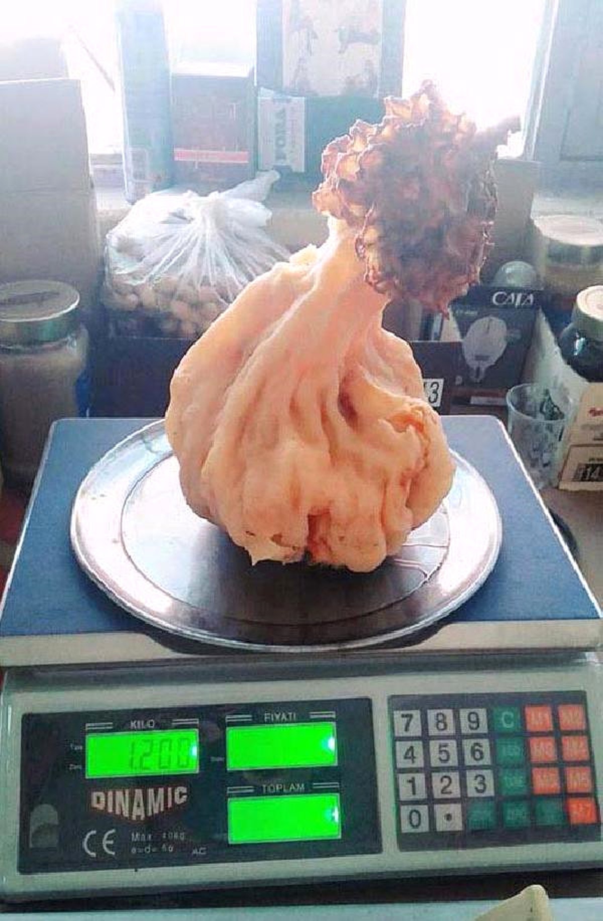 1 Kilo 200 Gram Ağırlığında Kuzu Göbeği Mantarı Buldu