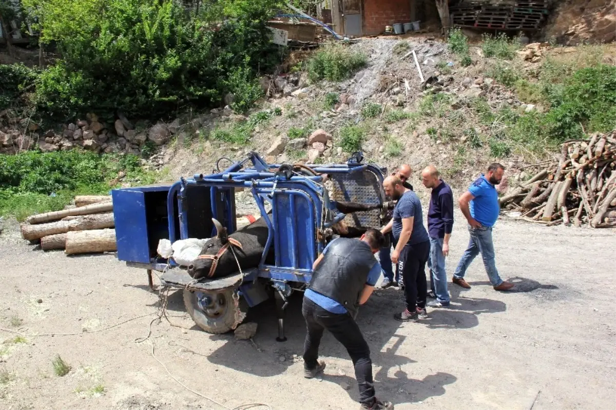 Çocukları Gibi Sevdikleri Boğalarını Nallayarak Festivale Hazırlıyorlar