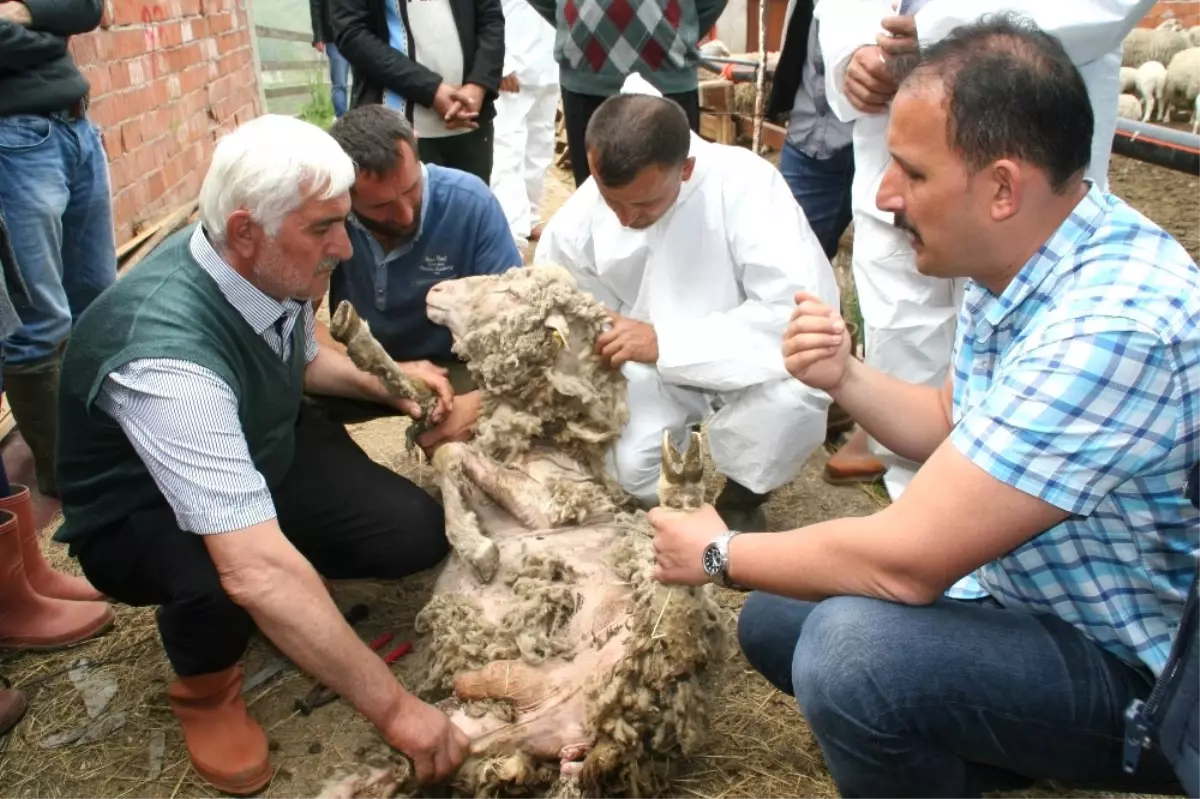 Devrek Tarım İlçe Müdürlüğünden Uygulamalı Eğitim