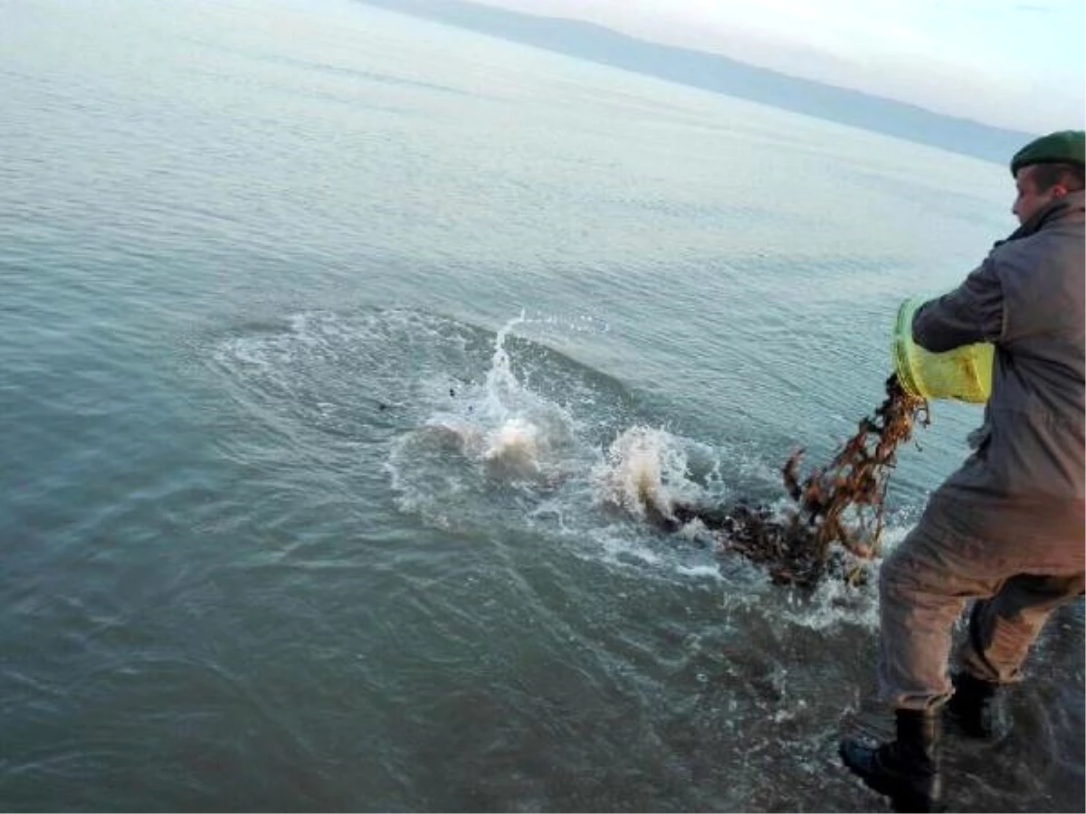 Gelibolu\'da 100 Kilogram Deniz Patlıcanı Ele Geçirildi