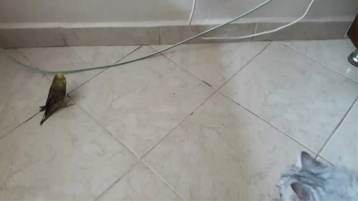 Kedi ile Muhabbet Kuşunun Dostluğu Düşman Çatlatıyor