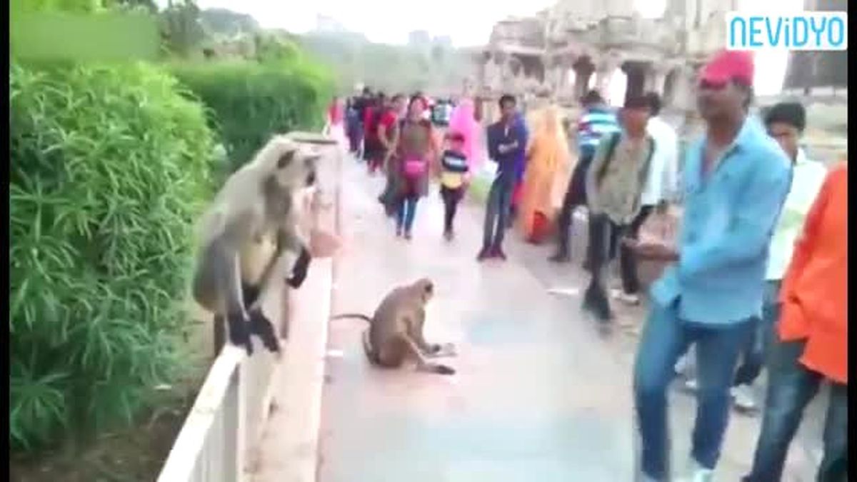 Maymuna Tokat Atınca...