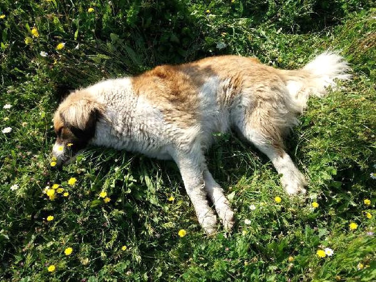 Muğla\'da Zehirli Et Verilen 10 Köpek Telef Oldu