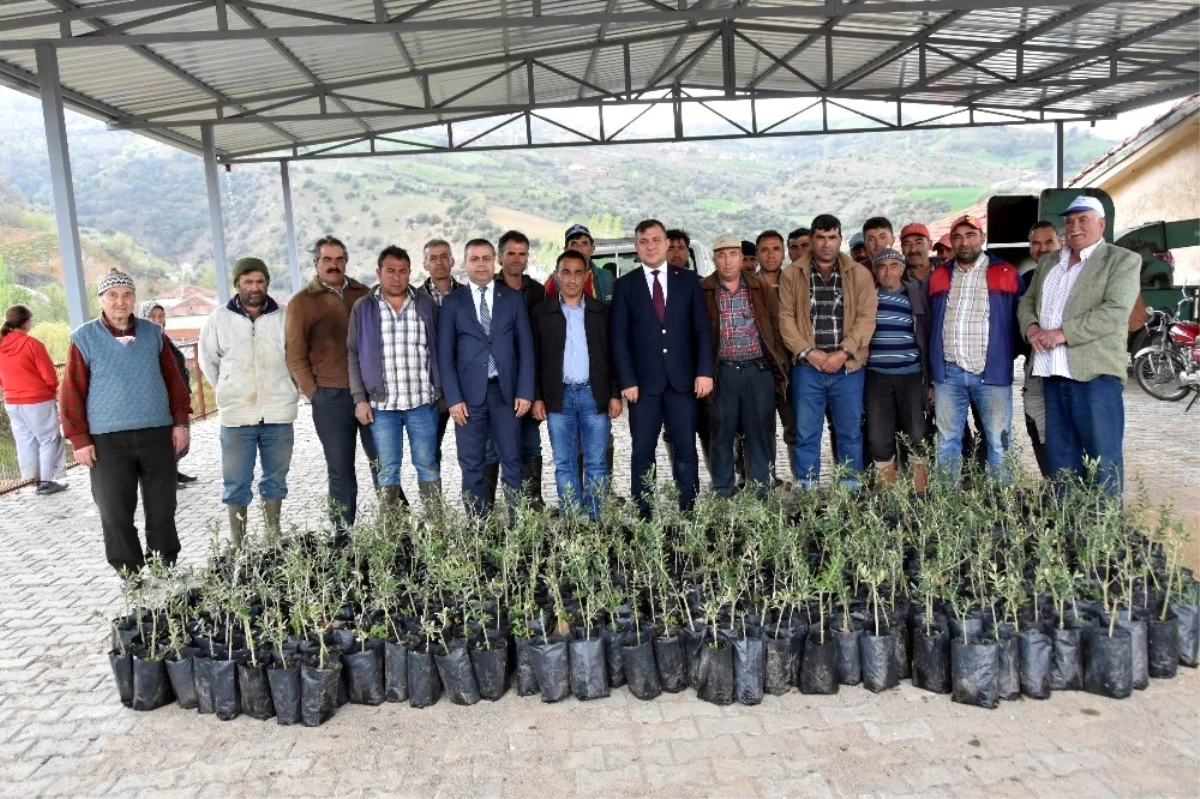 Salihlili Çiftçiye Bin 300 Adet Zeytin Fidanı