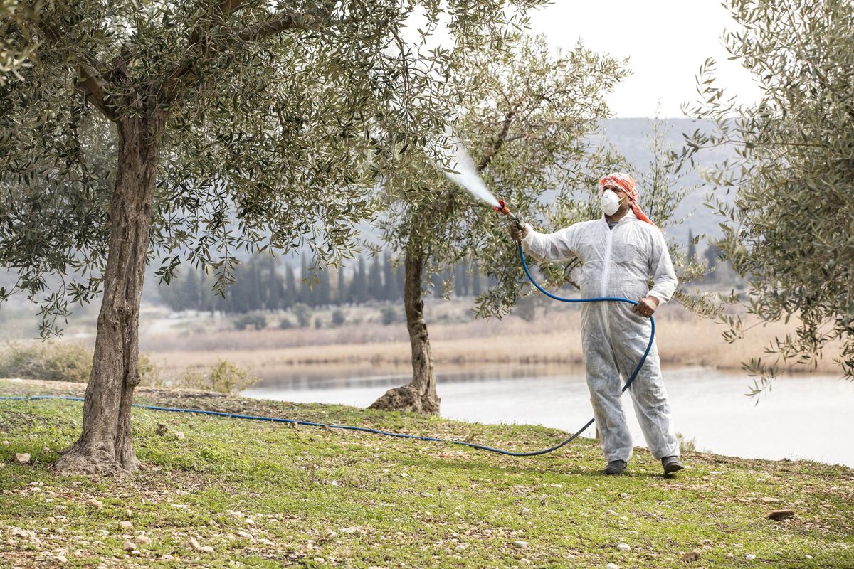 Zeytin üreticisine "ilaç" olacak