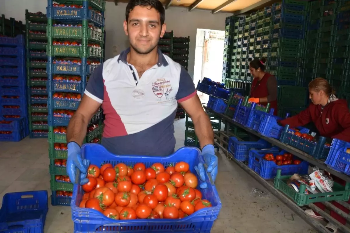 Baharlık Üretimlerle Domates Fiyatı Gerileyecek"