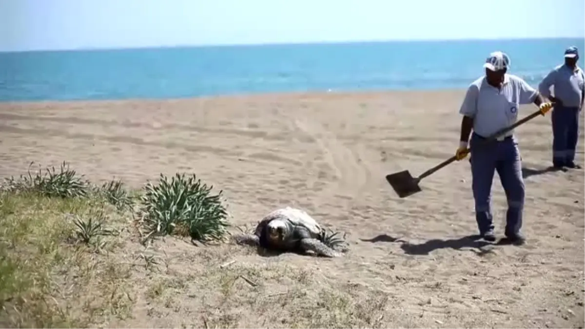 Caretta"Nın Gözlerini Oydular