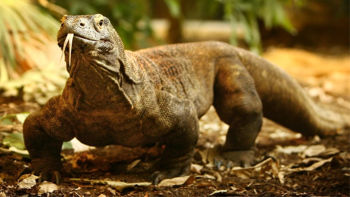 Dinozorların Ataları Timsah Gibi Dört Ayak Üstünde Yürüyordu