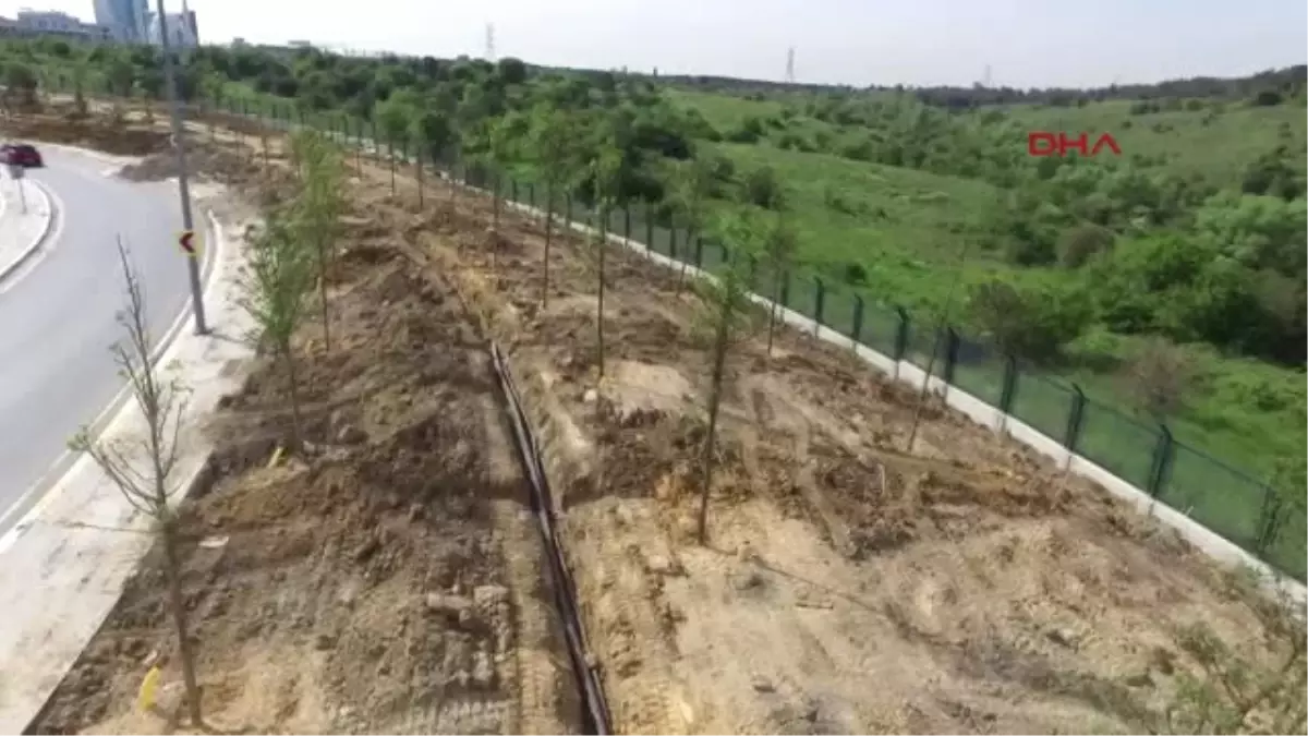 Istanbul\'da Kent Içi ve Tem Yolundaki Fidanlar Büyüdü, Kuzey Marmara Otoyolu Kenarlarındakilerin...