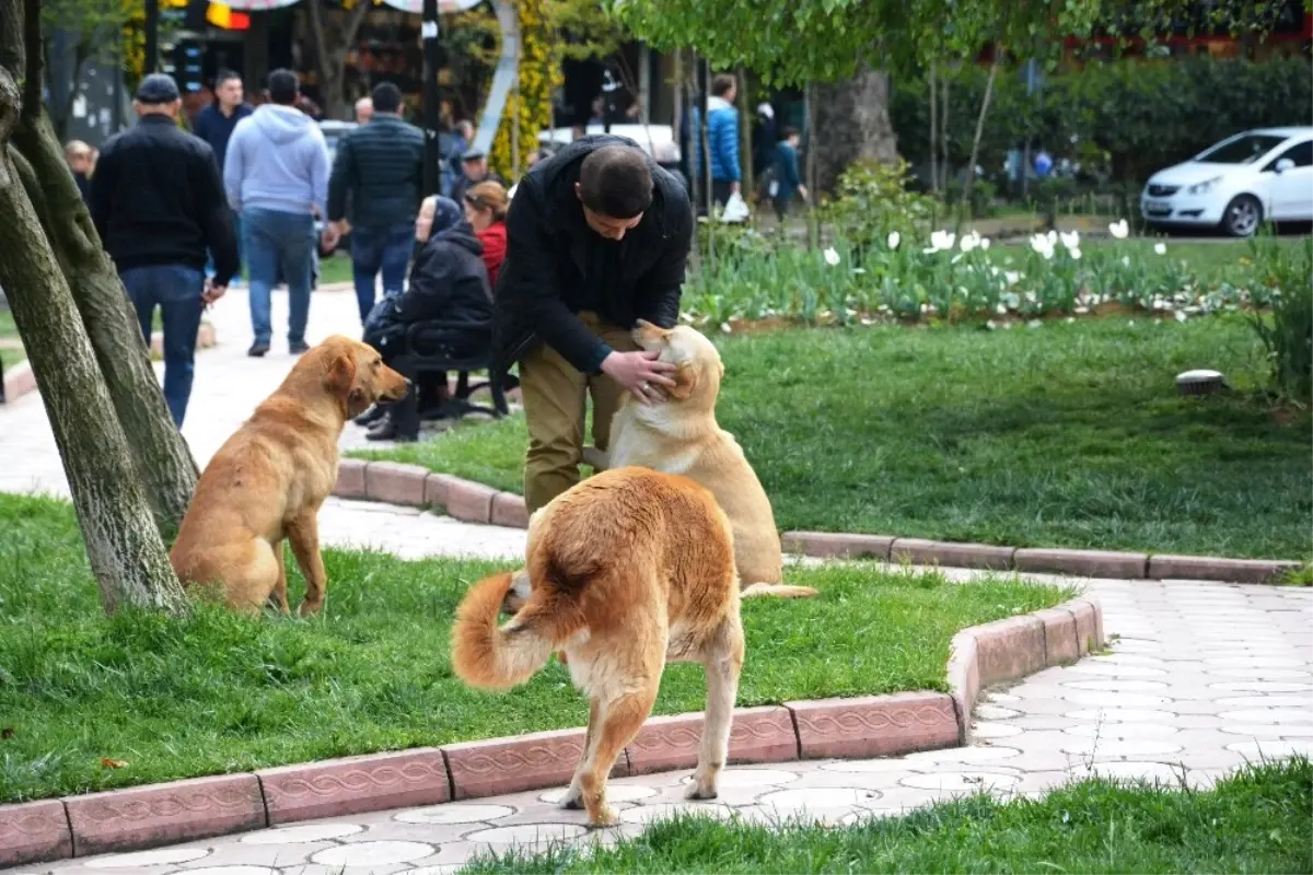 İzmit\'te Sokak Köpeklerine Kene Kontrolü