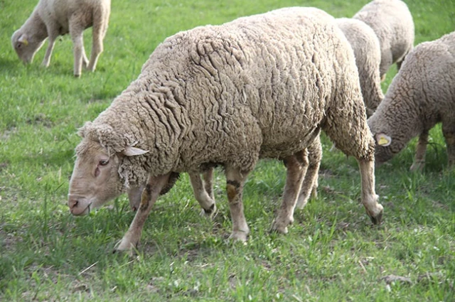 Kıvırcık Koyun Eti Markalaşma Yolunda Son Dakika