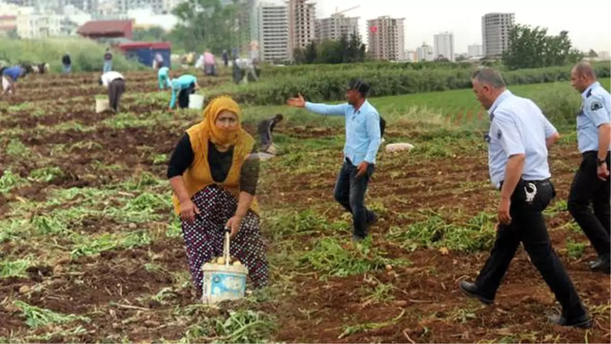 Patates Başakçıları Polisin Uyarılarına Rağmen Tarladan Çıkmadı