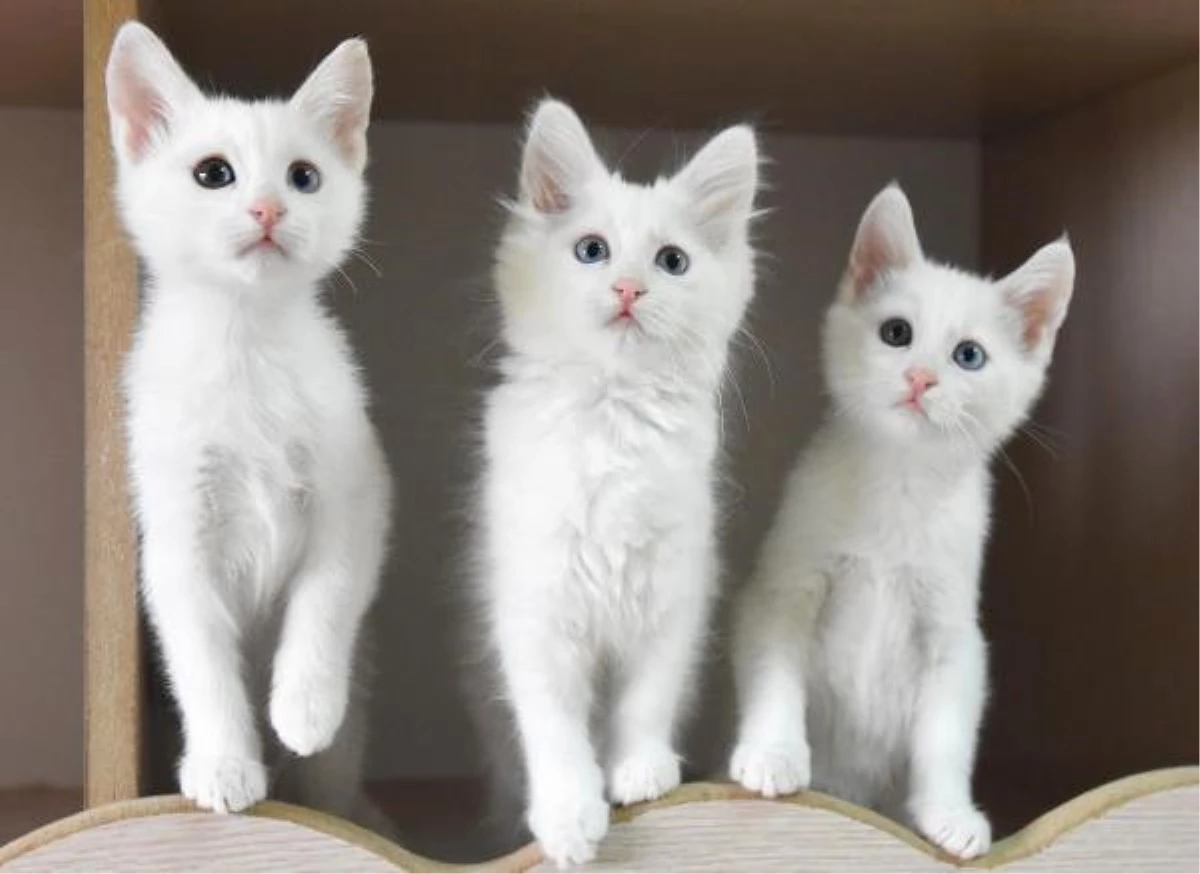 Van Kedilerinden Bu Yıl Daha Fazla Yavru Alınacak