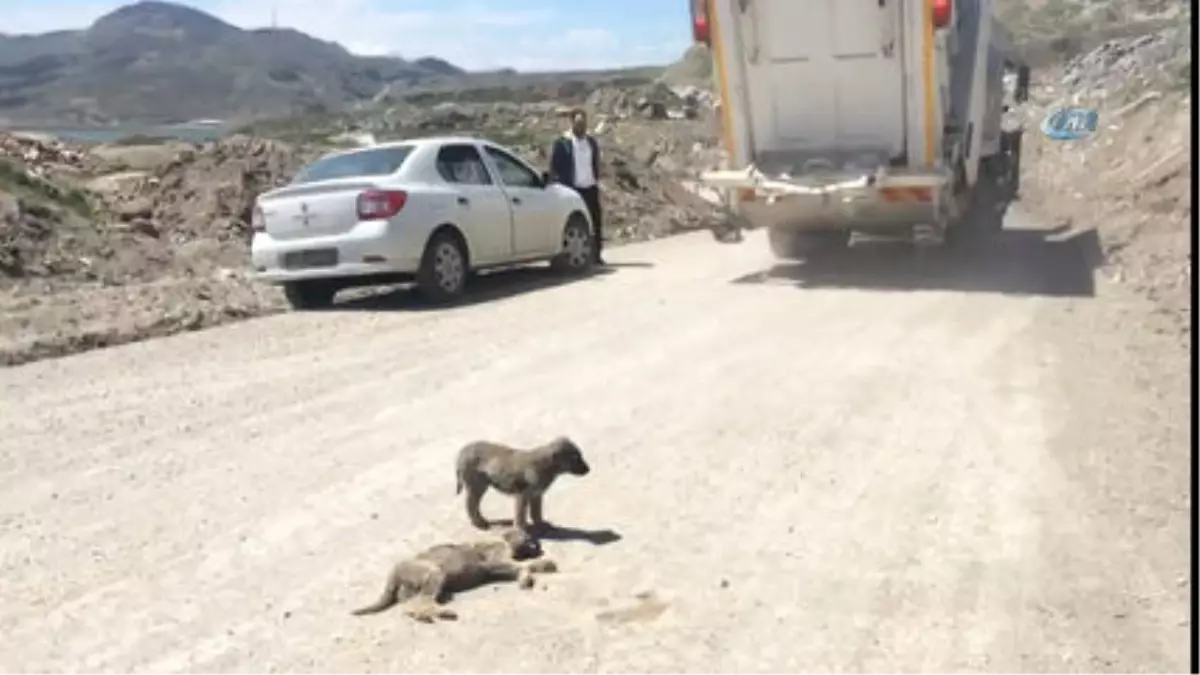 Yavru Köpek Ölen Kardeşinin Yanından Ayrılmadı