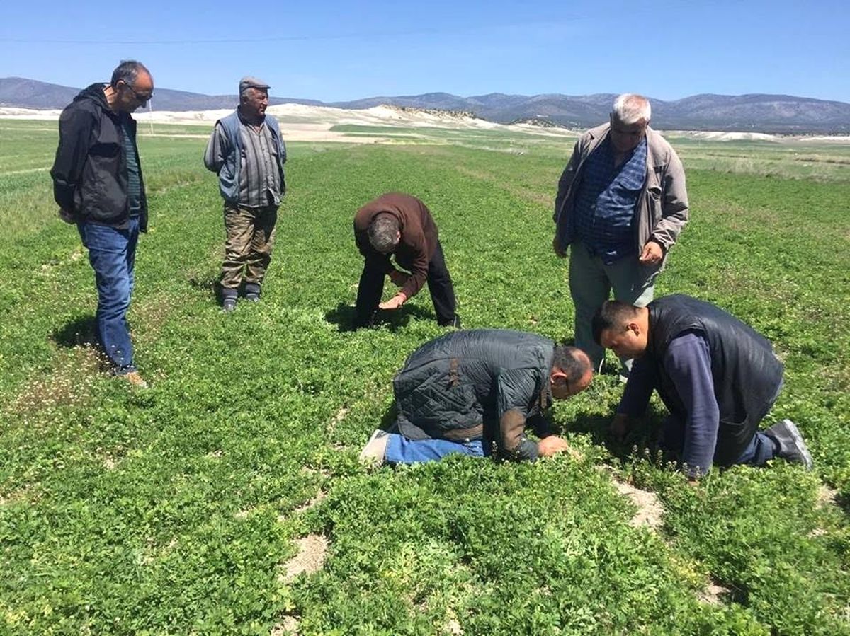 Yonca Hortumlu Böceği Çiftçinin Sorunu Oldu