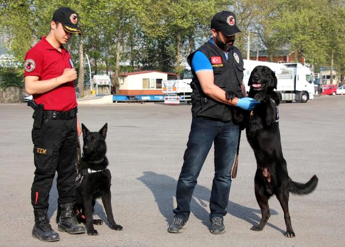 Eğitimli Köpek \'Kurt\', Zonguldak Emniyeti\'nde Göreve Başladı
