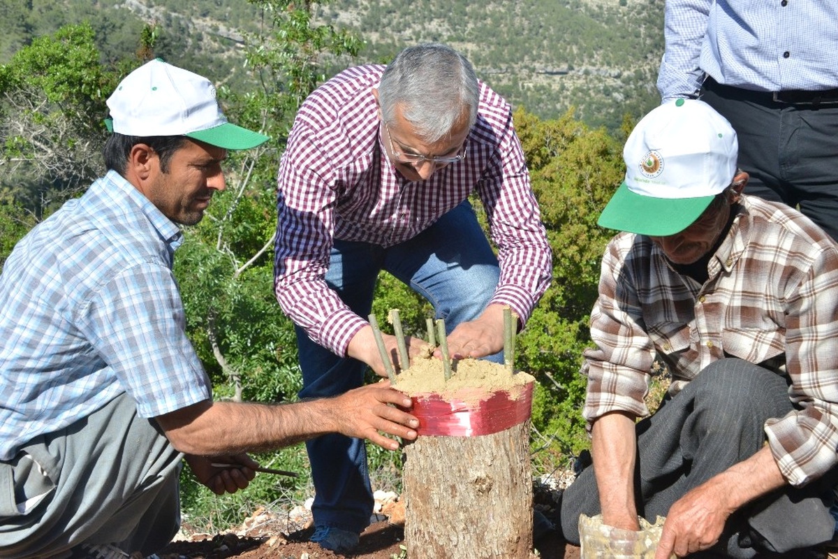 Mersin\'de Yaban Zeytini Aşılamaları Sürüyor