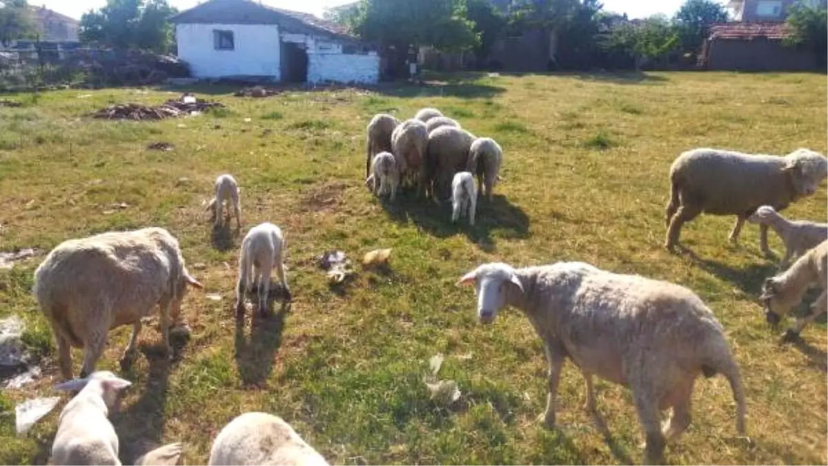 Muhtarın Koyunu Üçüncü Kez İkiz Yavruladı