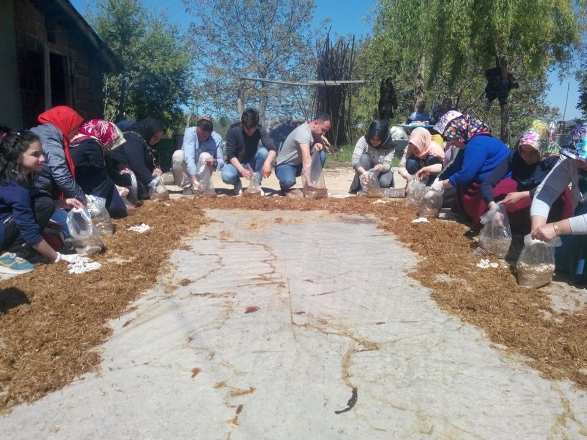 Ordu\'da Mantar Yetiştiriciliği Kursu Açıldı