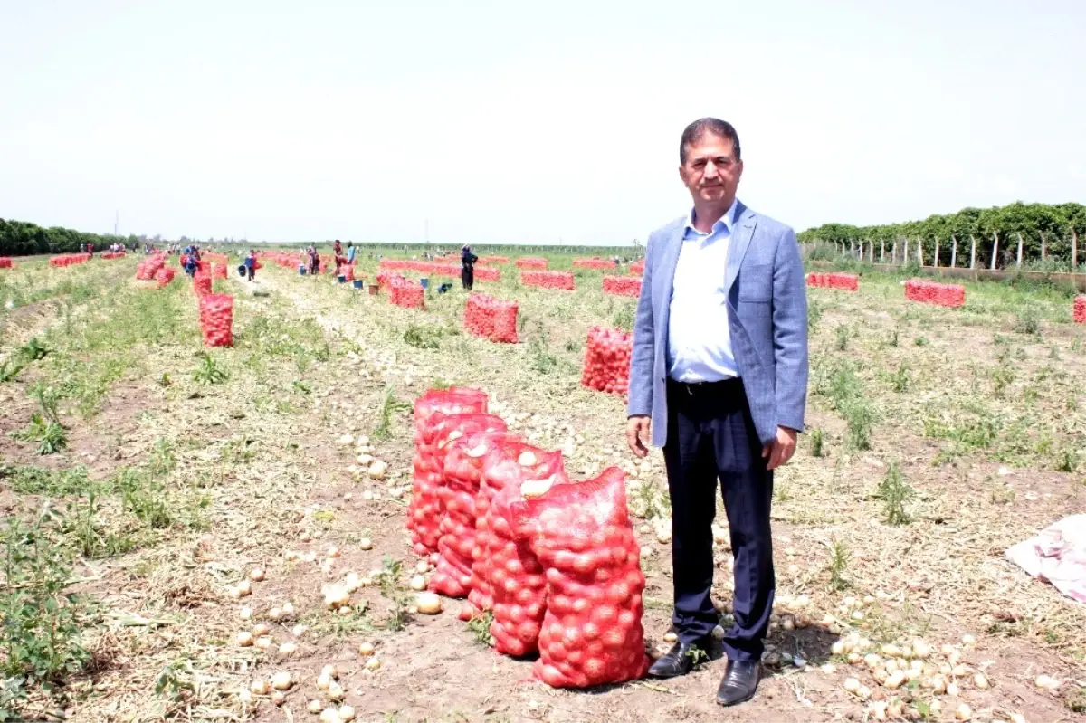 Rusya\'nın Alım Yasağını Kaldırdığı Soğanda İlk Hasat