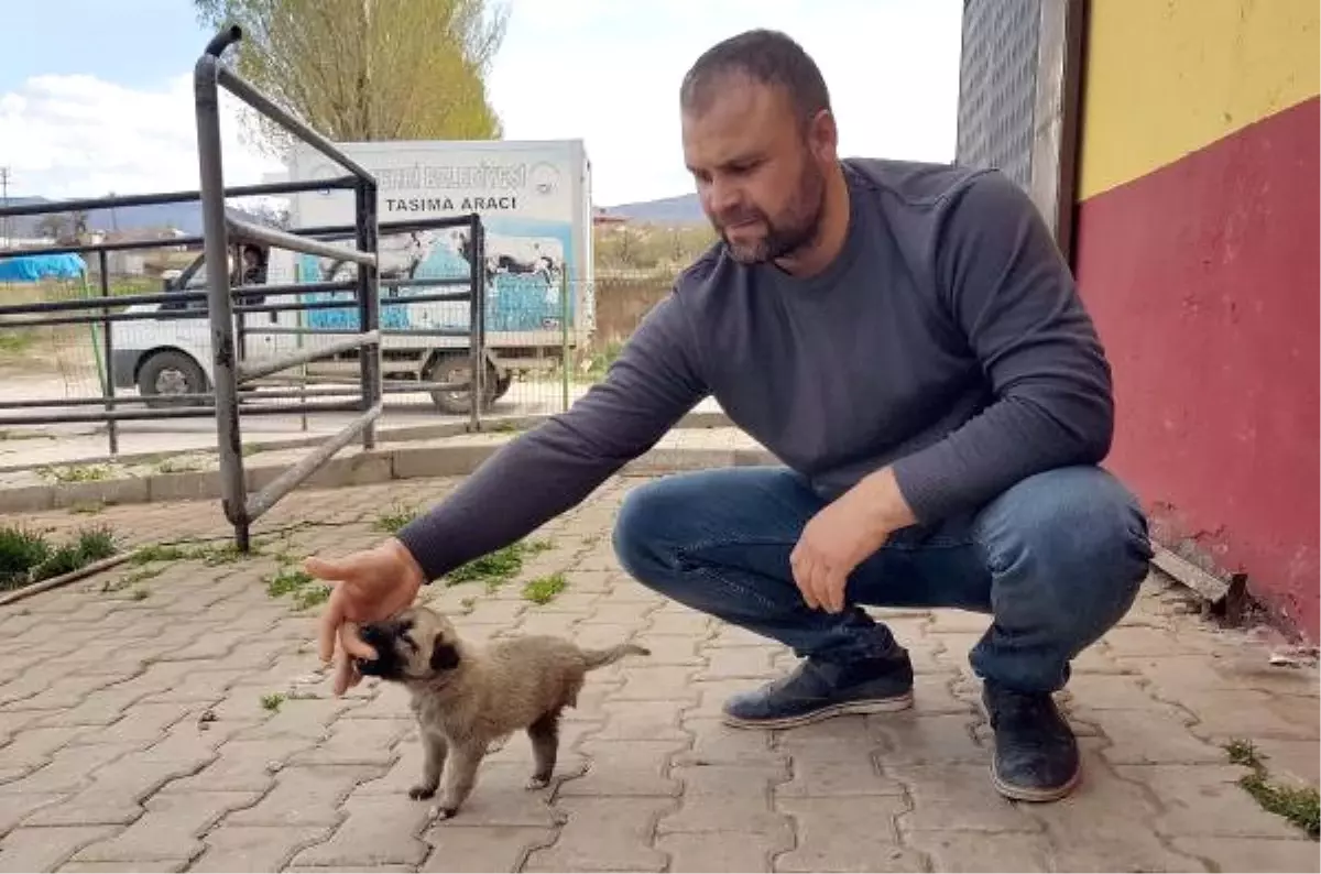 Sahiplenilen 3 Ayaklı \'Garip\' Adlı Köpek, İstanbul\'a Götürüldü