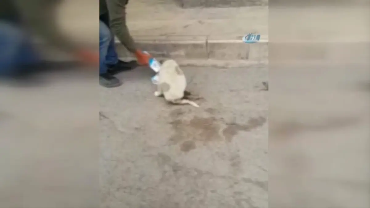 Yaralı Yavru Köpeğin Hali Vatandaşı Kızdırdı