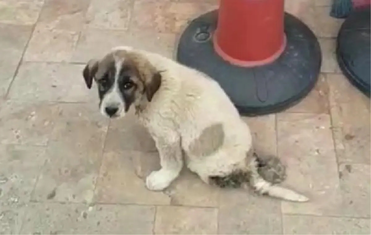 Yavru Sokak Köpeği, Araç Ezmesi Sonucu Yaralandı