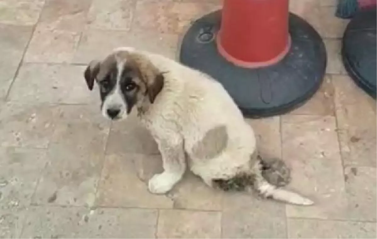 Yavru Sokak Köpeğinin Hali Yürek Sızlattı