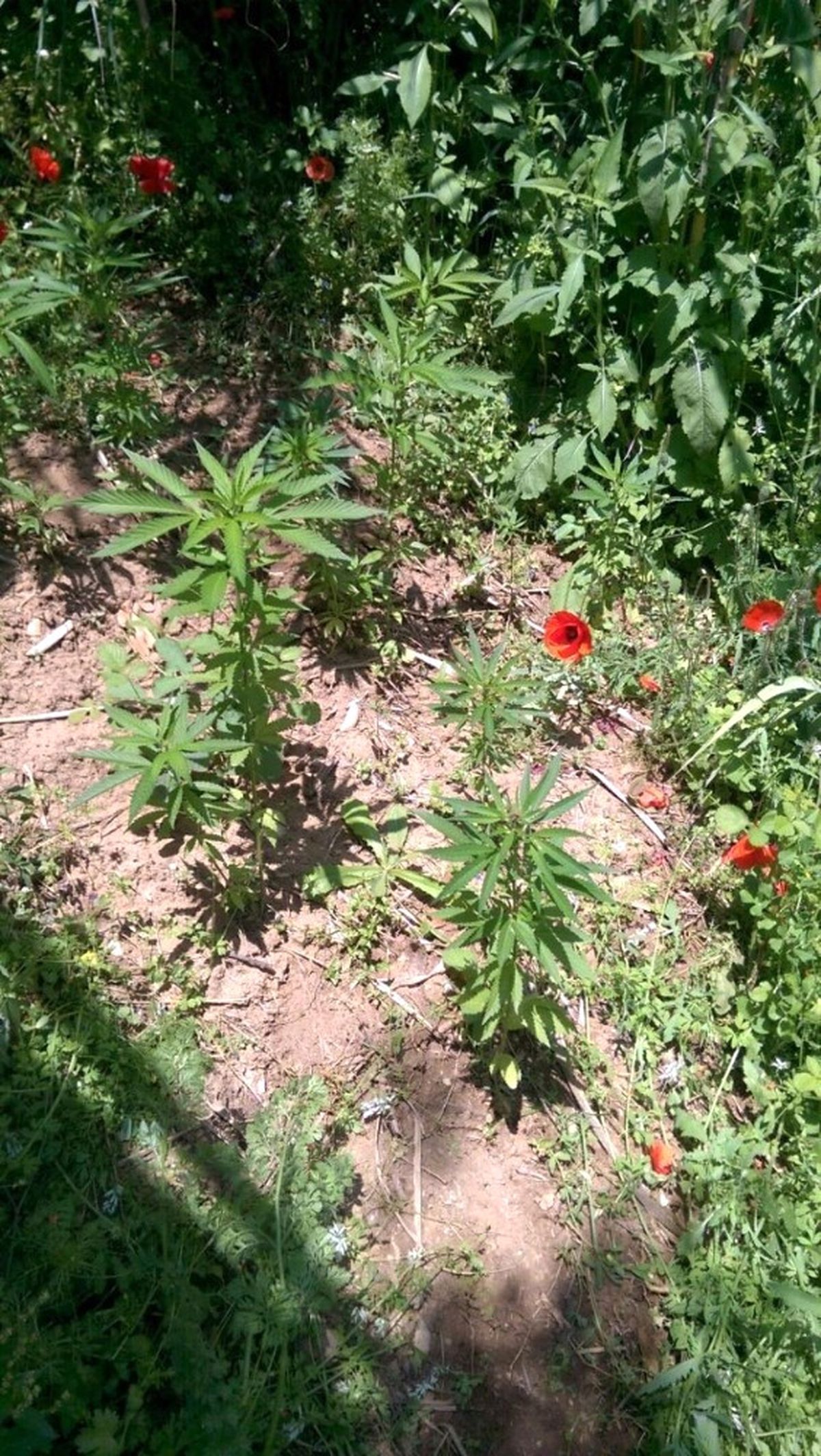 Alanya\'da 36 Kök Hint Keneviri ve Ruhsatsız Av Tüfeği Ele Geçirildi