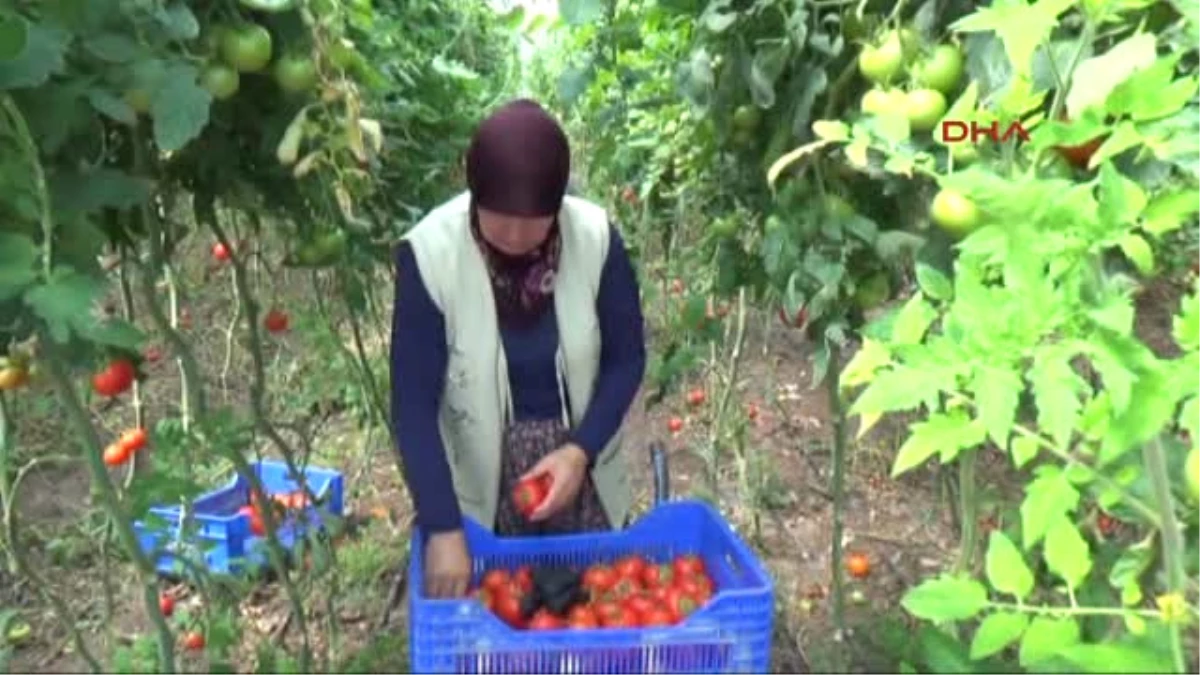 Antalya Domates Fiyatları Çiftçiyi Sevindirdi-1