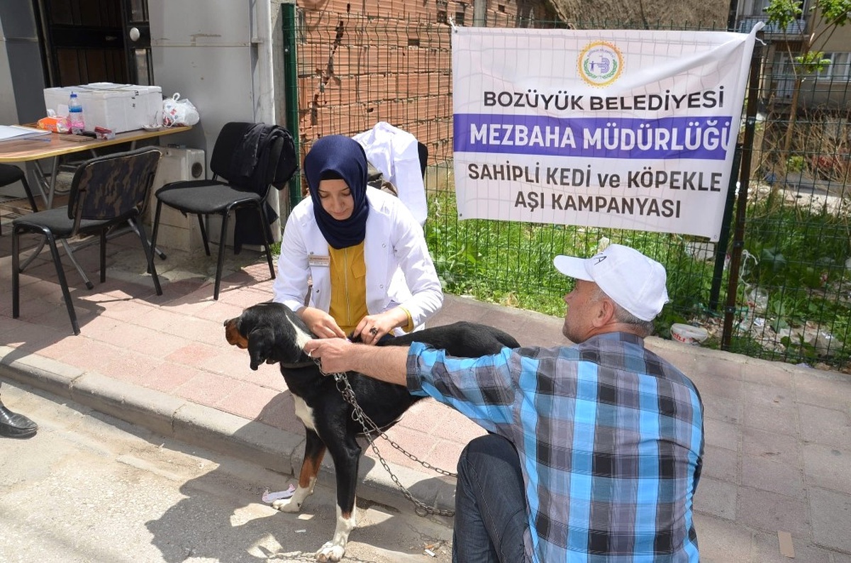 Bozüyük\'te 304 Sahipli Köpek Aşılandı
