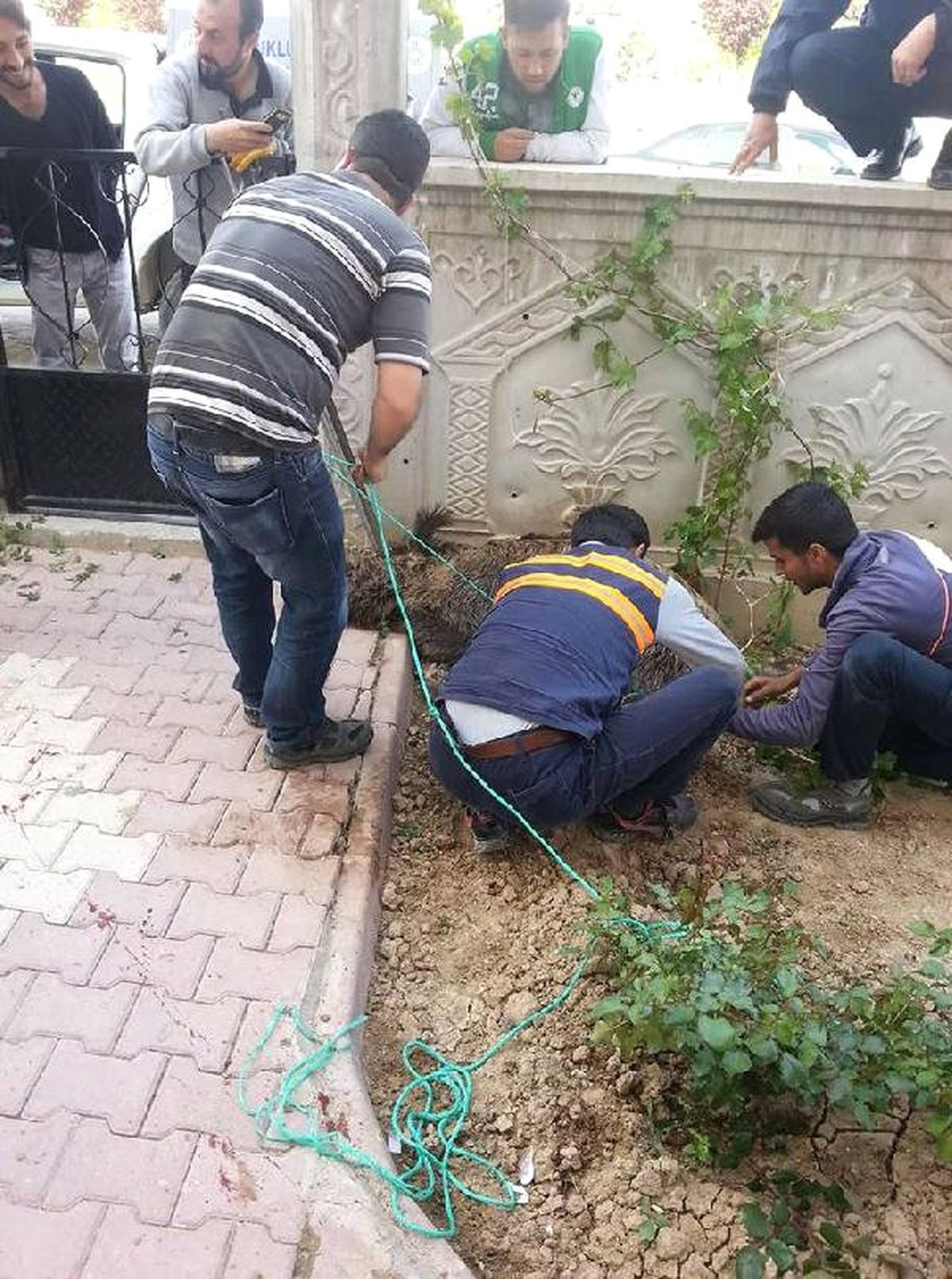 Dha Yurt - Yaban Domuzu, Hastanenin Acil Servisine Daldı