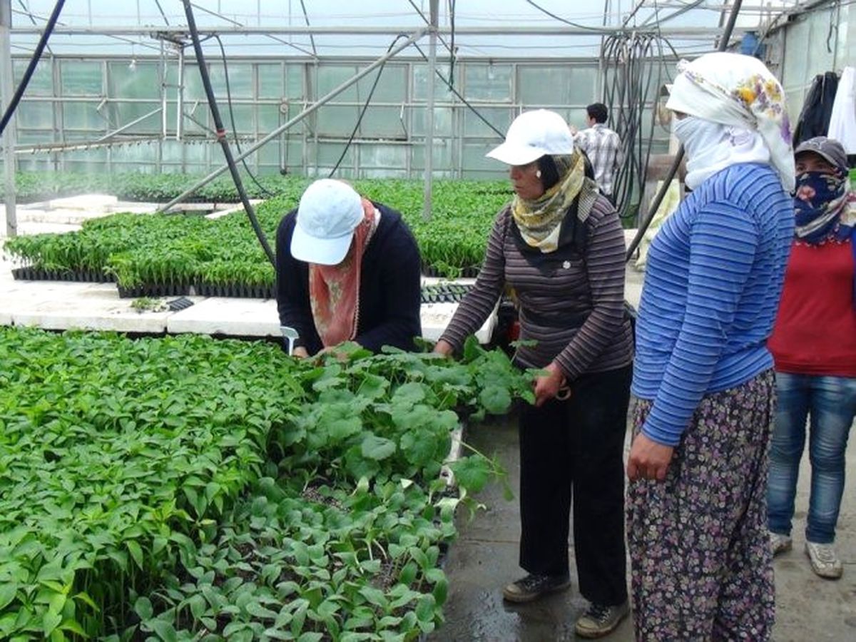 Erzincan\'da Fide Satışları Başladı