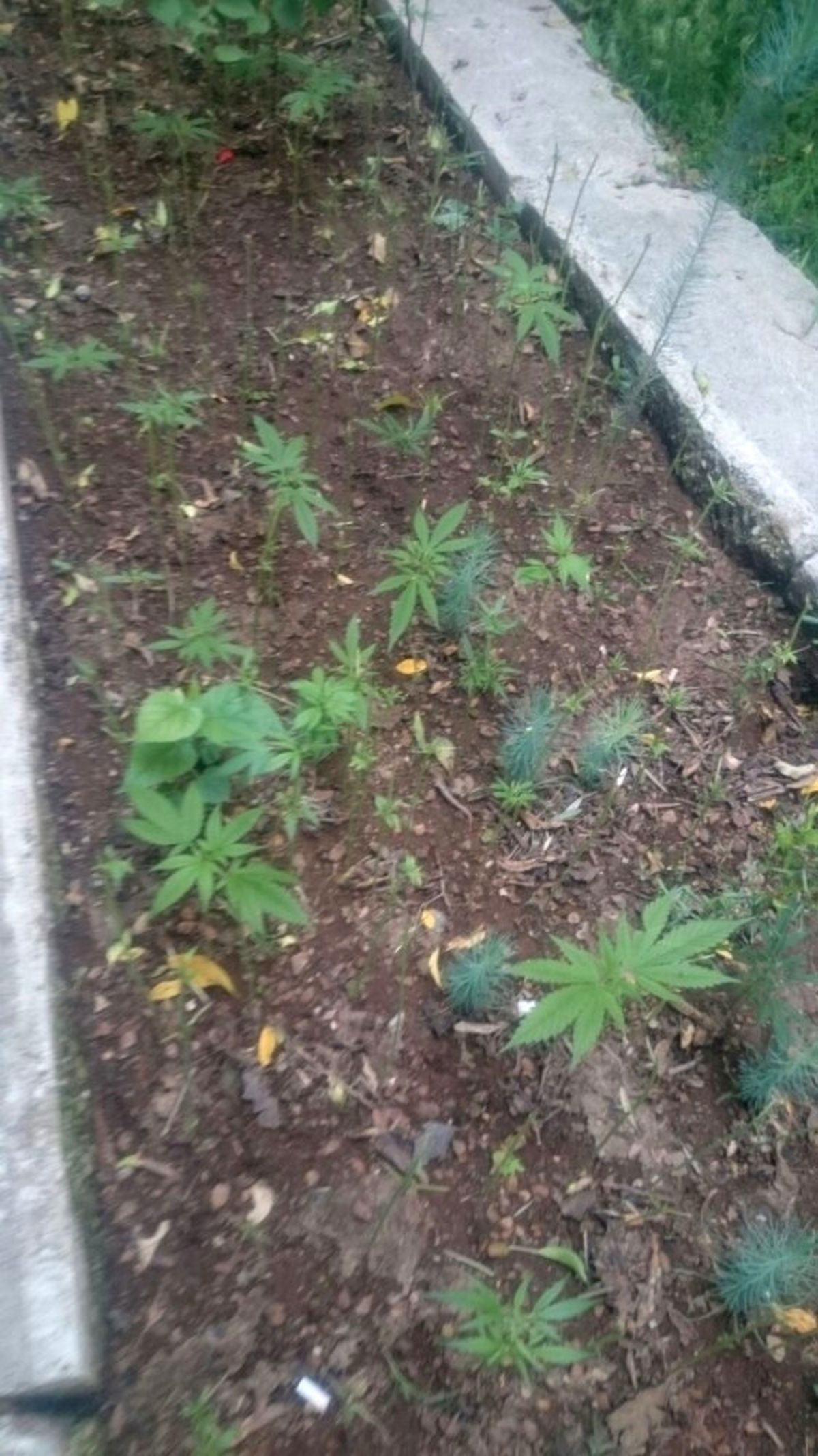 Fethiye\'de 510 Kök Kenevir Ele Geçirildi