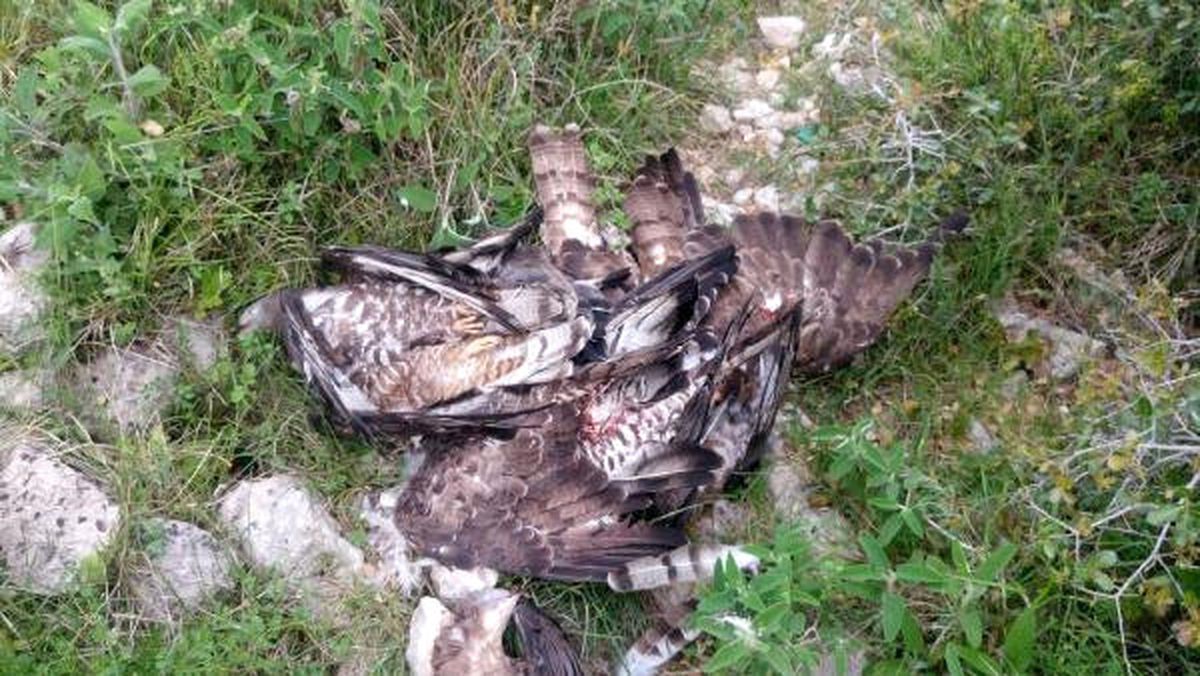 Hatay\'da 2 Ayda 38 Yırtıcı Kuş Vuruldu