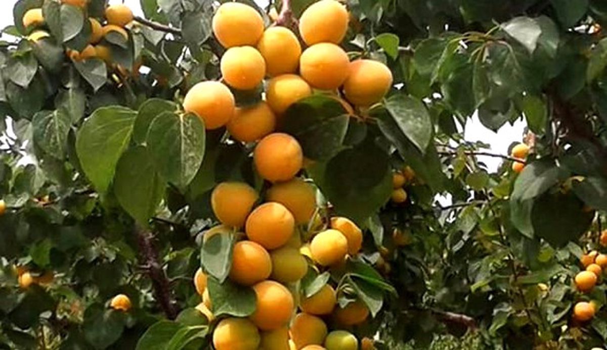 Mersin\'den Kayısı İhracatı Başladı