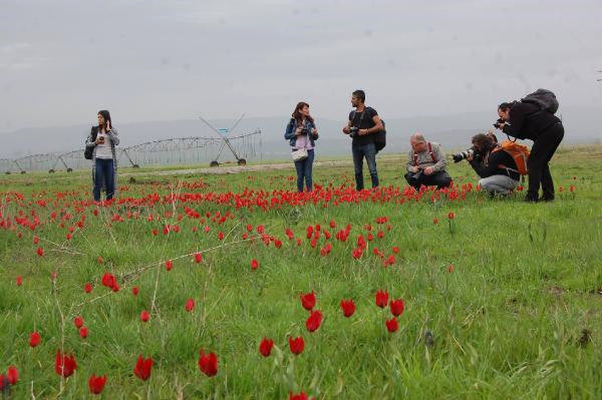 Muş Lalesini Fotoğrafladılar
