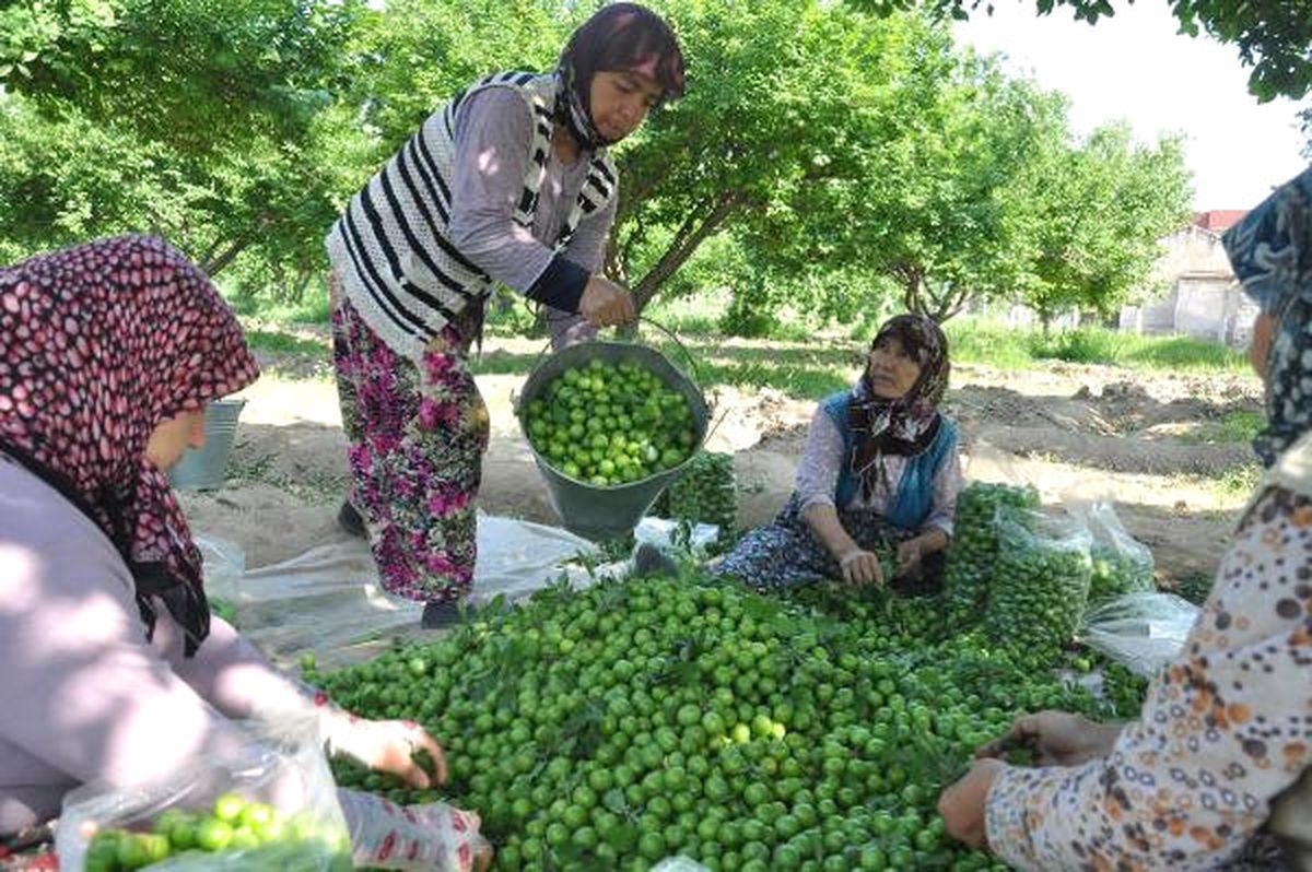 Papaz Eriği Herkesi Memnun Etti