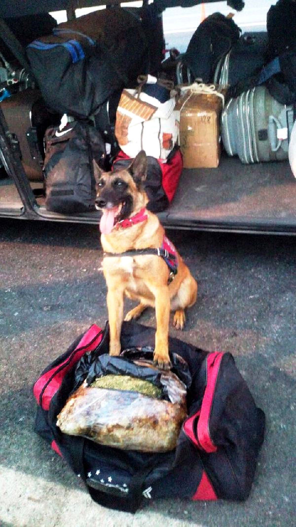 Polis Köpeği \'Çıtır\', Sabunla Kamufle Edilen Esrarı Buldu