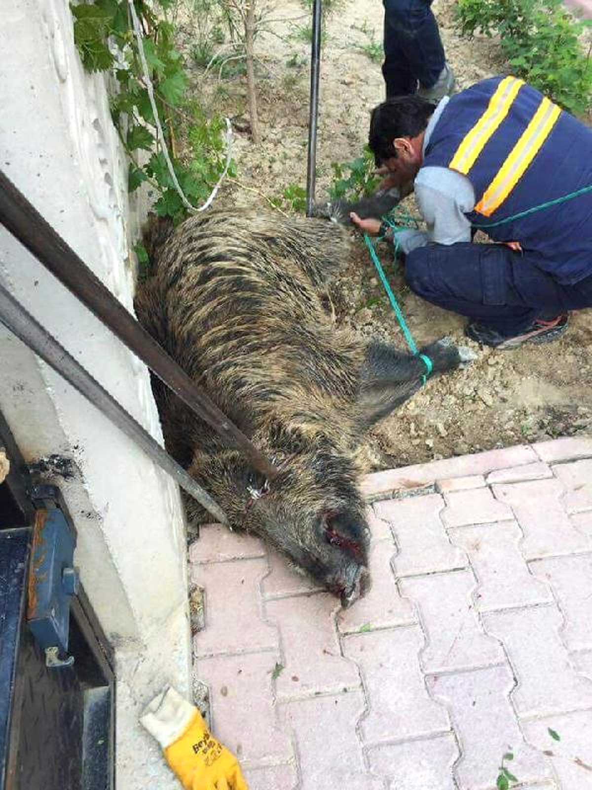 Yaban Domuzu Hastanenin Acil Servisine Girdi