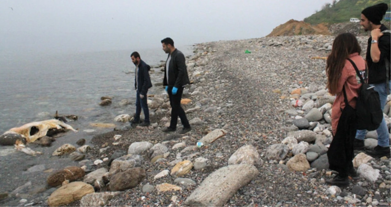 Zonguldak\'ın Kozlu İlçesinde Sahile Ölü İnek Vurdu